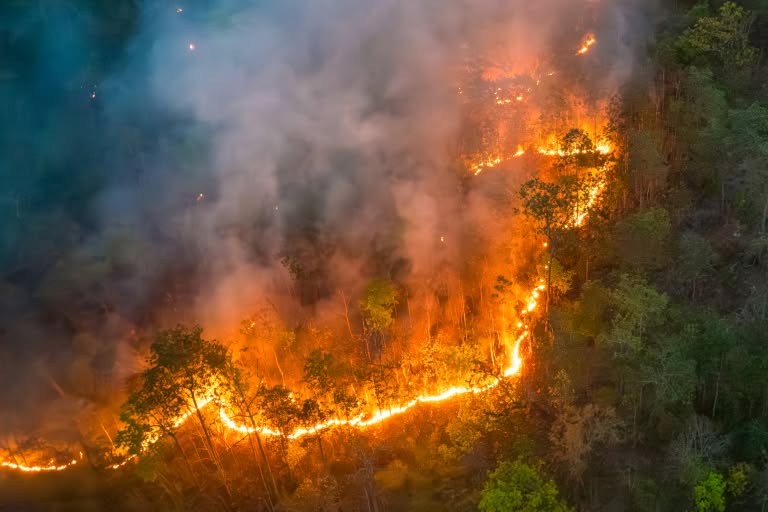 A bright orange line of wildfire flames burns through a forest under a cloud of rising white smoke.