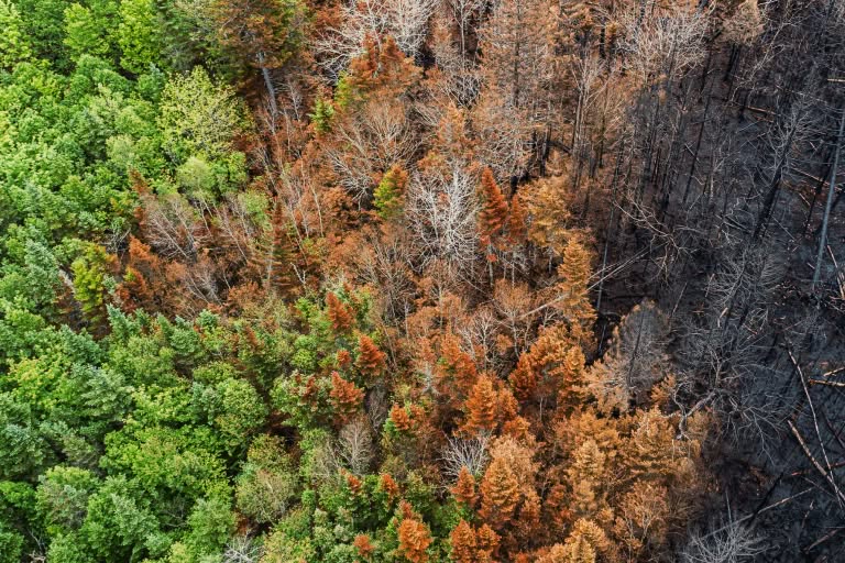 A recently burned forest recovers from a wildfire. Part of it is green and unburnt, the middle is orange, and the last part is blackened from the prior flames.